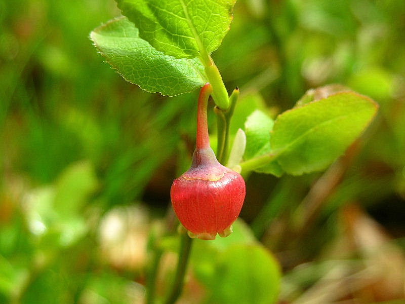 Vaccinium myrtillus / Mirtillo nero